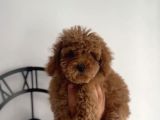 2 Aylik Safkan Tea Cup Toy Poodle