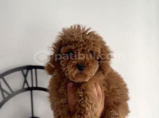 2 AYLIK SAFKAN TEA CUP TOY POODLE