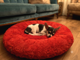 Elma Kafa Chihuahua
