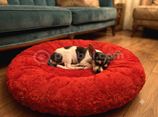 Elma Kafa Chihuahua görsel