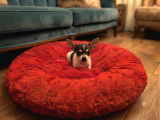 Elma Kafa Chihuahua