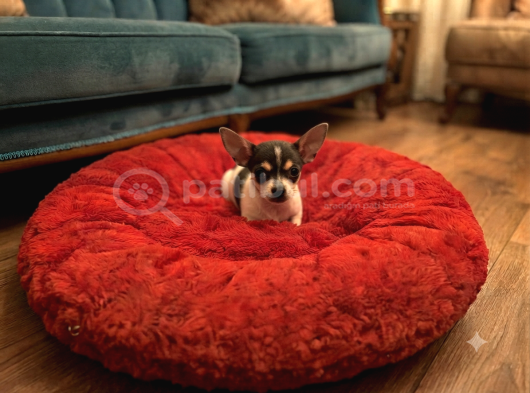 Elma Kafa Chihuahua