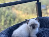 Kuşadası Tertemiz Ev Ortamından British Shorthair Yavruları