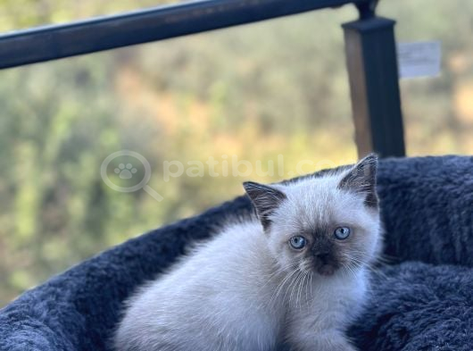 Kuşadası Tertemiz Ev Ortamından British Shorthair Yavruları görsel