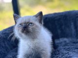 Kuşadası Tertemiz Ev Ortamından British Shorthair Yavruları