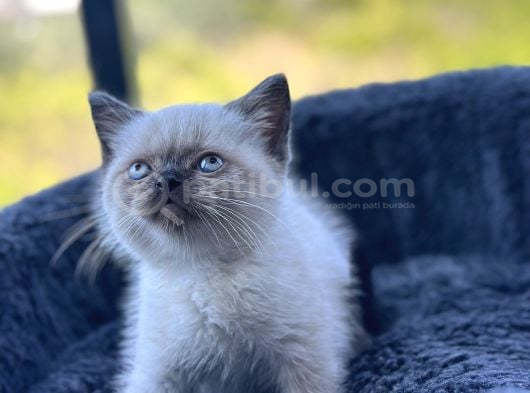 Kuşadası Tertemiz Ev Ortamından British Shorthair Yavruları görsel