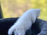 Kuşadası Tertemiz Ev Ortamından British Shorthair Yavruları
