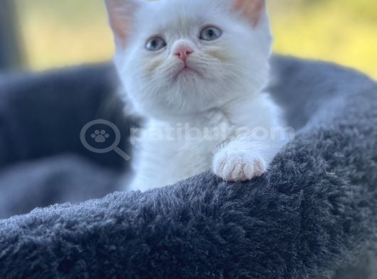 Kuşadası Tertemiz Ev Ortamından British Shorthair Yavruları görsel