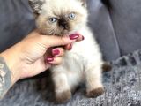Kuşadası Tertemiz Ev Ortamından British Shorthair Yavruları