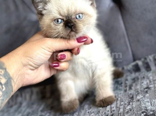 Kuşadası Tertemiz Ev ortamından British Shorthair Yavruları