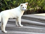 5 Aylık Aşıları Bitmiş Wc Ve Yürüyüş Eğitimli Akita-Inu
