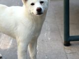 5 Aylık Aşıları Bitmiş Wc Ve Yürüyüş Eğitimli Akita-Inu