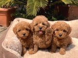 Mini Boy Akıl Küpü Sevimli Maltipoo Bebekleri