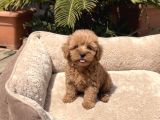 Mini Boy Akıl Küpü Sevimli Maltipoo Bebekleri