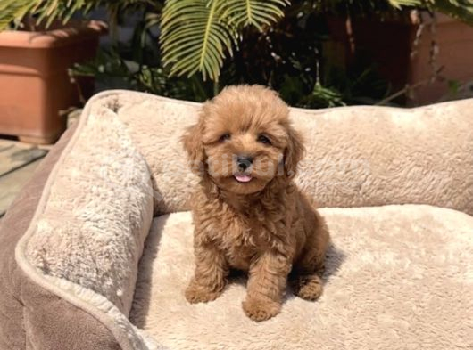 Mini boy akıl küpü sevimli maltipoo bebekleri