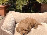 Mini Boy Akıl Küpü Sevimli Maltipoo Bebekleri