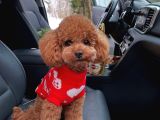 Evraklı Mini Boy Sevimli Red Kore Toypoodle Bebekler