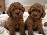Sağlıklı Ve Özenle Yetiştirilen TOY POODLE Yavrular