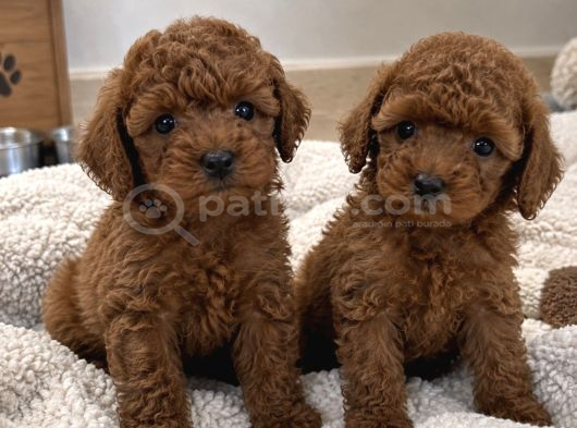 Sağlıklı Ve Özenle Yetiştirilen Toy Poodle Yavrular
