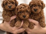 IRK GARANTİLİ POODLE YAVRULAR