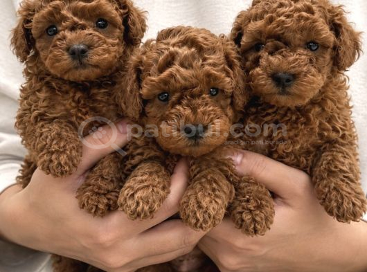 Irk Garanti̇li̇ Poodle Yavrular