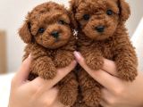 bELGELİ IRK GARANTİLİ POODLE YAVRULARI