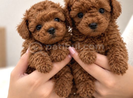 Belgeli̇ Irk Garanti̇li̇ Poodle Yavrulari