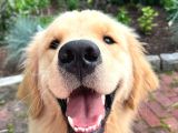 Aşılı Sağlıklı Koca Kafa Babyface Golden Bebekler