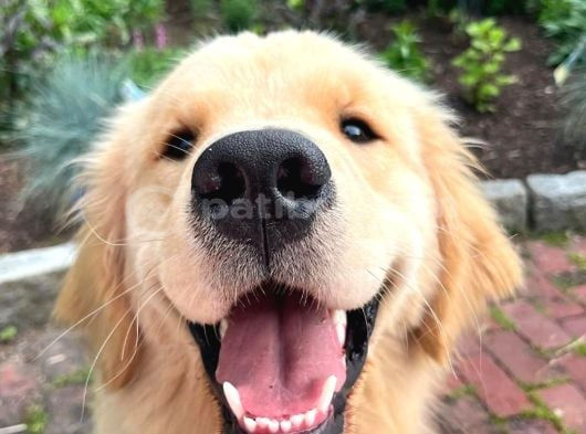 Aşılı Sağlıklı Koca Kafa Babyface Golden Bebekler görsel