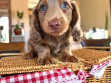 Long Hair Dachshund Yavru