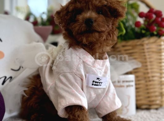 Kore Poodle Dişi görsel
