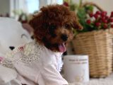 kore poodle Dişi