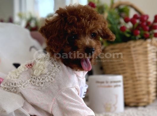 kore poodle Dişi