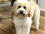 Golden Doodle Oğlumuza Eş