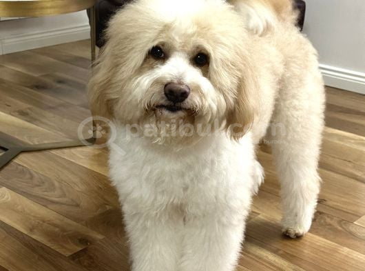 Golden Doodle Oğlumuza Eş görsel