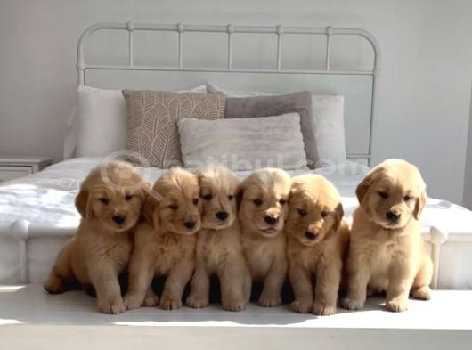 Aşılı sağlıklı Koca kafa babyface golden bebekler