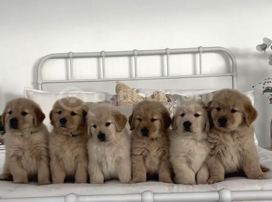 Aşılı Sağlıklı Koca Kafa Babyface Golden Bebekler görsel