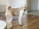 Golden Doodle Oğlumuza Eş
