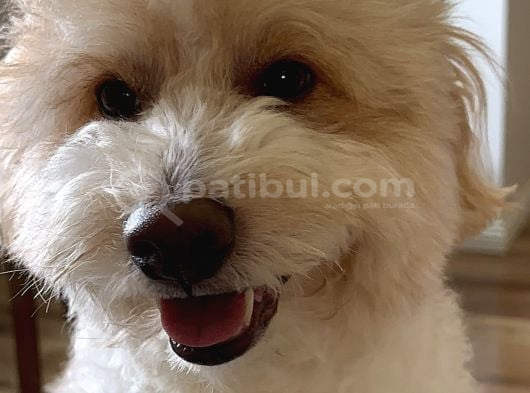 Golden Doodle Oğlumuza Eş görsel