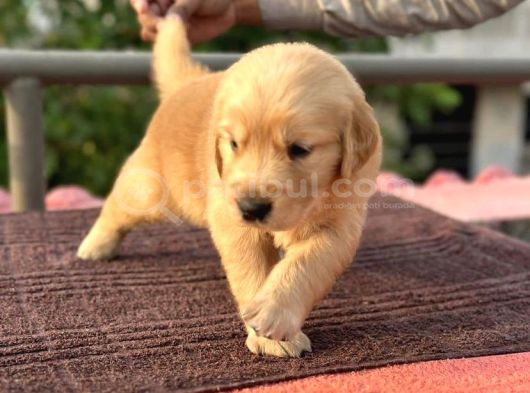 Safka Golden Retri̇ever Yavrulari görsel