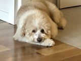 Golden doodle oğlumuza eş