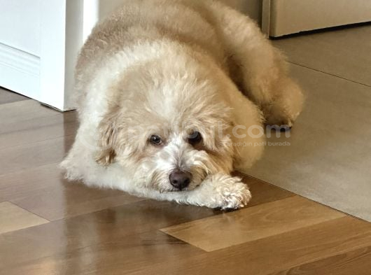 Golden doodle oğlumuza eş