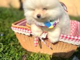 Pomerian Boo Ayı Surat Pofuduk Dişi Yavrumuz