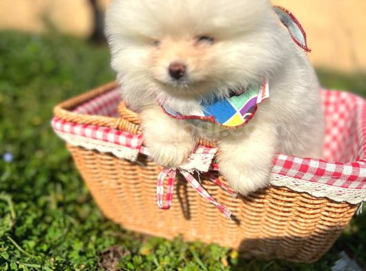 Pomerian Boo Ayı Surat Pofuduk Dişi Yavrumuz görsel