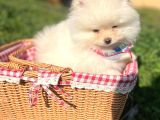 Pomerian Boo Ayı Surat Pofuduk Dişi Yavrumuz