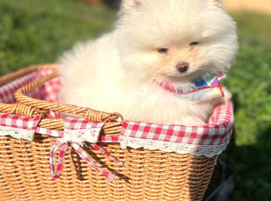 Pomerian Boo Ayı Surat Pofuduk Dişi Yavrumuz