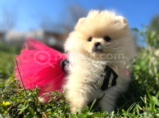 Pomerian Boo Ayı Surat Pofuduk Dişi Yavrumuz görsel