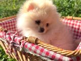 Pomerian Boo Ayı Surat Pofuduk Dişi Yavrumuz