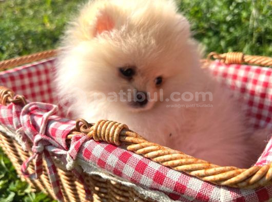 Pomerian Boo Ayı Surat Pofuduk Dişi Yavrumuz görsel