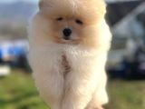 Pomerian Boo Ayı Surat Pofuduk Dişi Yavrumuz